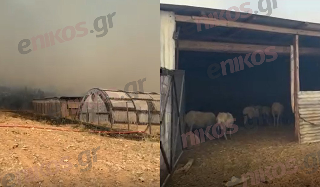 Φωτιά Μάνδρα Πρόβατα