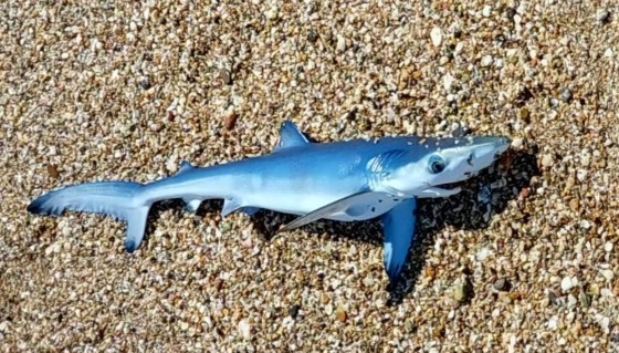 Σπάνιο θέαμα στον Έβρο: Γαλάζιος καρχαρίας έκανε την εμφάνισή του σε παραλία