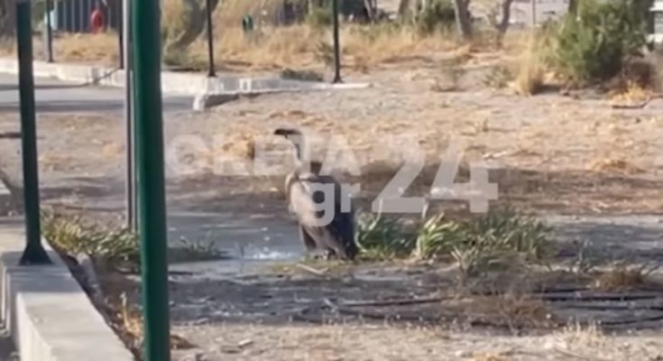 Γύπας Κρήτη Ντους