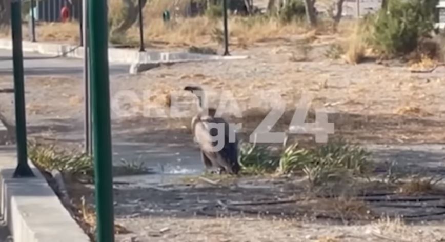 Γύπας Κρήτη Ντους