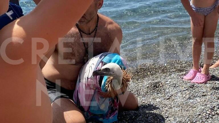 Γύπας παραλία Κρήτη