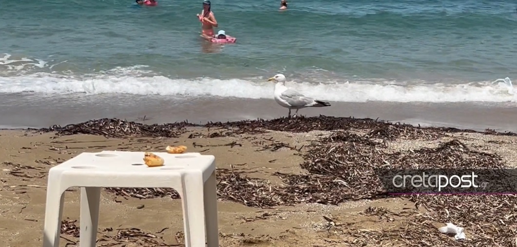 Ηράκλειο: Γλάρος… κόβει βόλτες δήθεν αδιάφορα στην παραλία για να κλέψει κρουασάν – ΒΙΝΤΕΟ