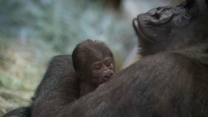 Γορίλας μωρό