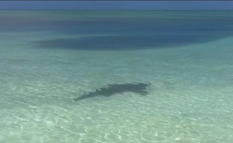 Ο πρώην παλαιστής «Undertaker» του WWE τρόμαξε ακόμη και καρχαρία