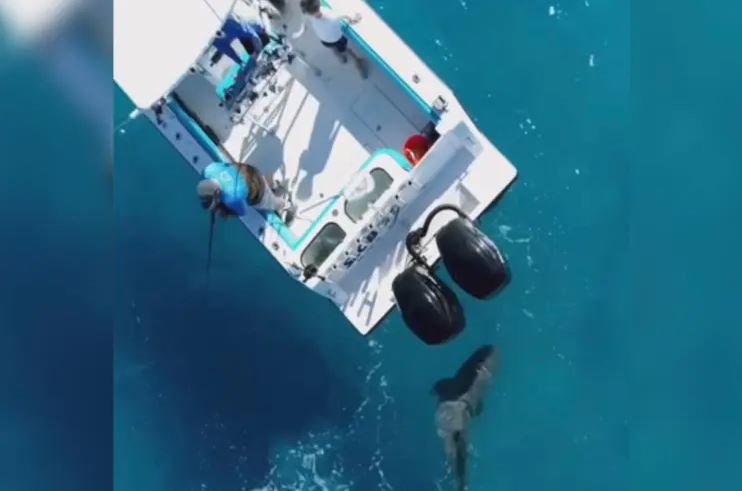 Βίντεο: Καρχαρίας επιτέθηκε 8 φορές σε σκάφος – «Η βάρκα έτρεμε»