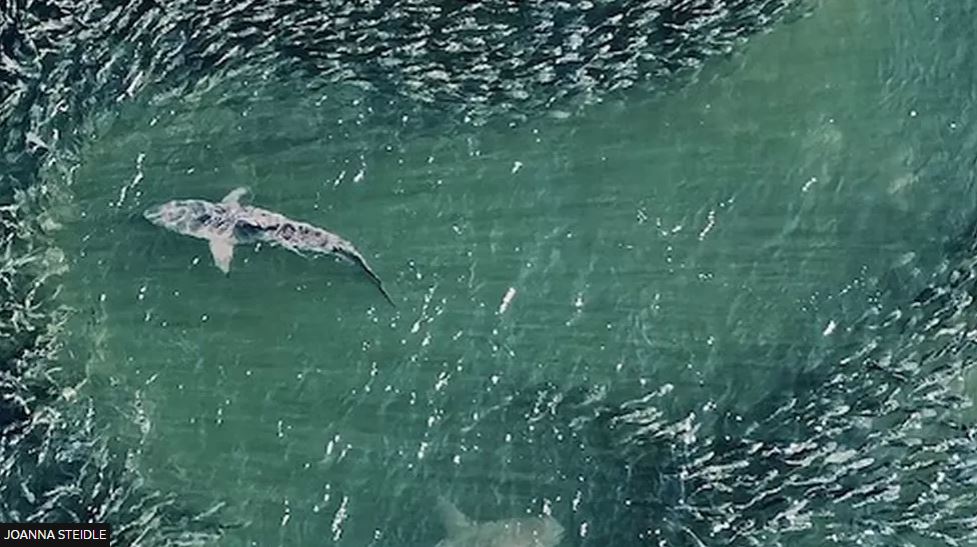 BBC: Οι καρχαρίες όπως δεν τους έχουμε ξαναδεί – Φωτο και βίντεο από drone