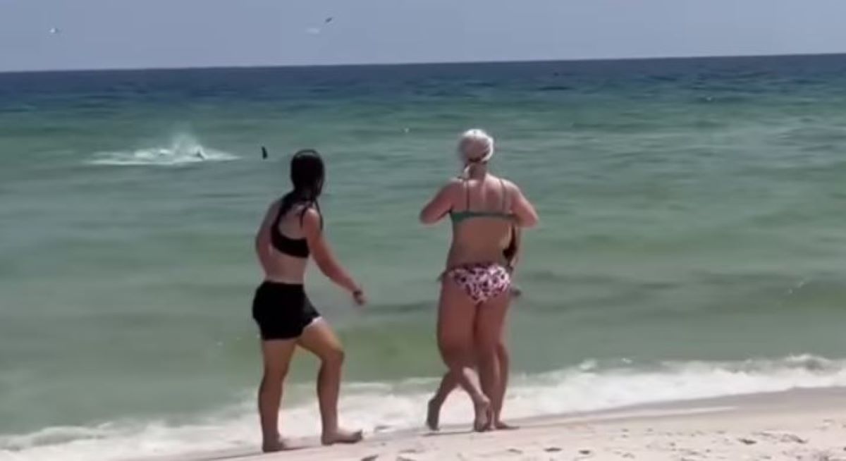 καρχαρίας ΗΠΑ