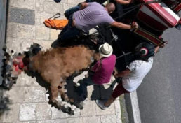 Άλογο Κέρκυρα