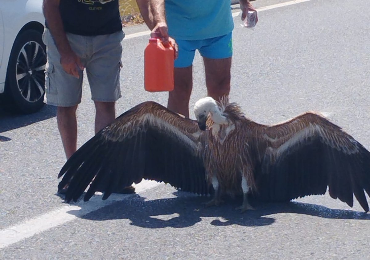 Ηράκλειο: Ο καύσωνας «γονάτισε» διψασμένο γυπαετό – Περαστικοί του έδωσαν νερό στη μέση του δρόμου – ΦΩΤΟ και ΒΙΝΤΕΟ