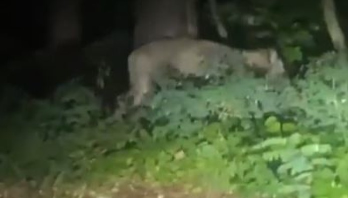 Λιοντάρι Βερολίνο