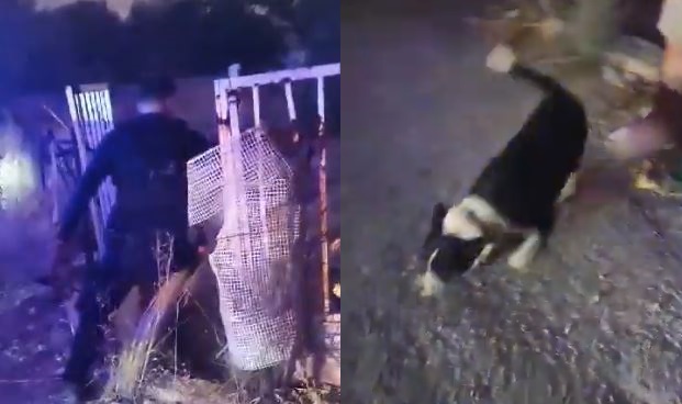 Φωτιά Μάνδρα Απεγκλωβισμός σκύλου