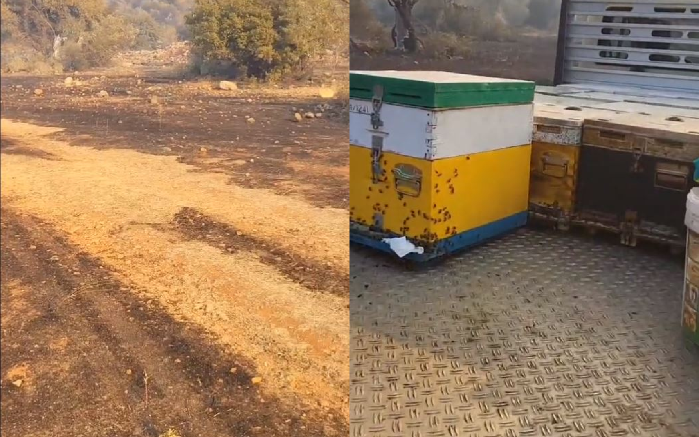 Θλιβερό ΒΙΝΤΕΟ: Η απόγνωση ενός μελισσοκόμου που η φωτιά κατέκαψε τα μελίσσια του