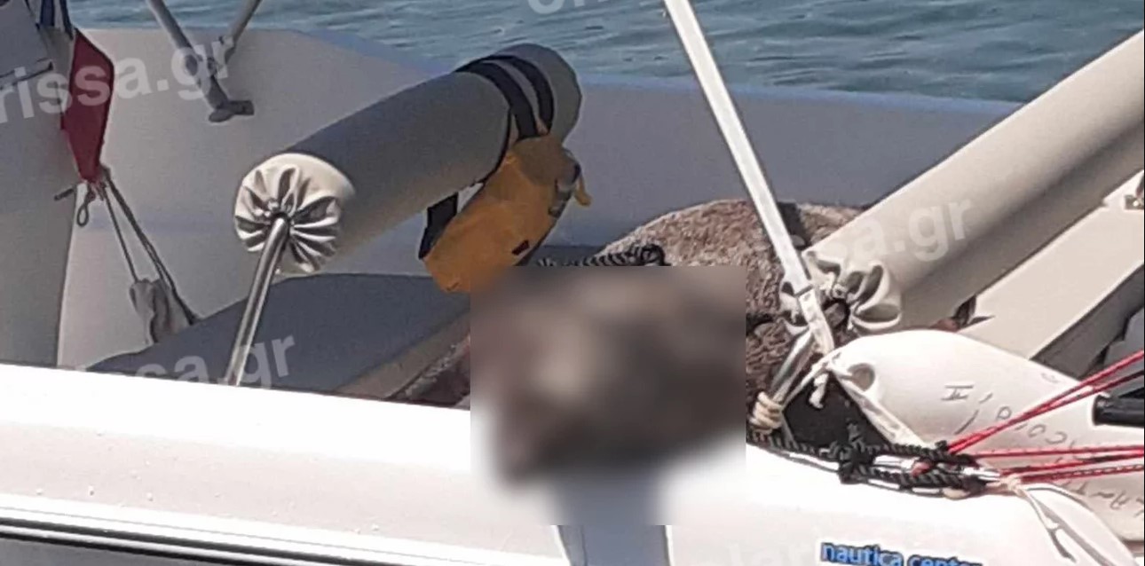 Πήλιο: Πήγαν για ψάρεμα και έπιασαν… αγριογούρουνο – ΦΩΤΟ