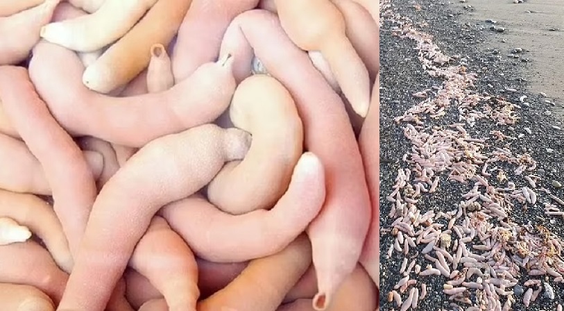 Αργεντινή «ψάρια φαλλοί»