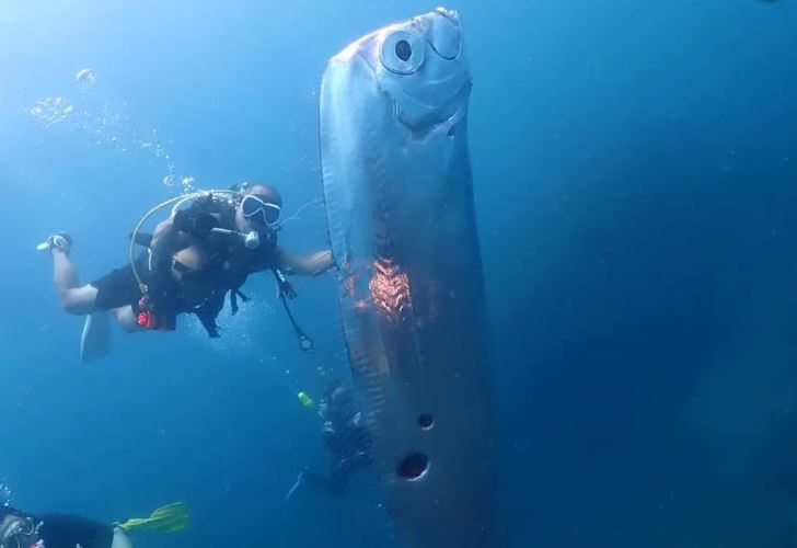 Ταϊβάν: Δύτες βρήκαν ένα γιγαντιαίο ψάρι κουπί – Οι θεωρίες ότι είναι προάγγελος σεισμού