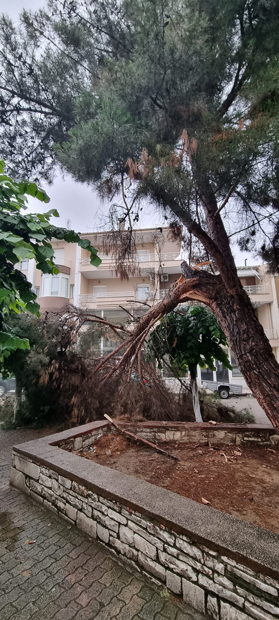 Πτολεμαΐδα πτώση δένδρου