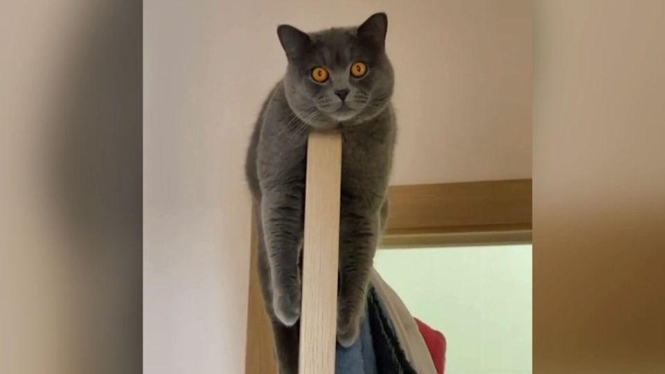 Viral ο Σίμπα που «σκανάρει» τα πάντα από ψηλά