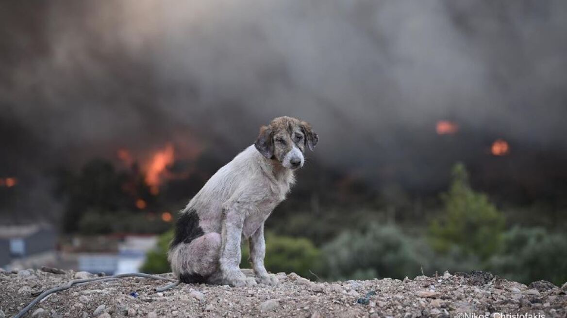 Σκύλος φωτιά