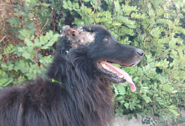 Σκύλος Κρήτη