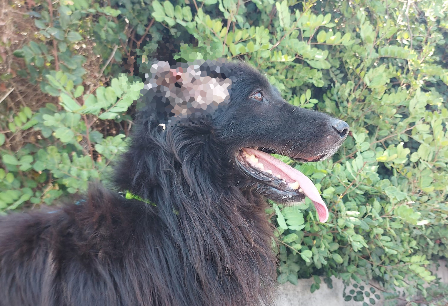 Σκύλος Κρήτη