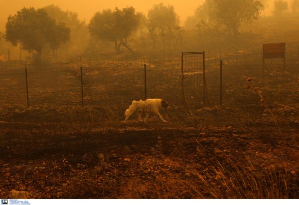 σκύλος πυρκαγιά