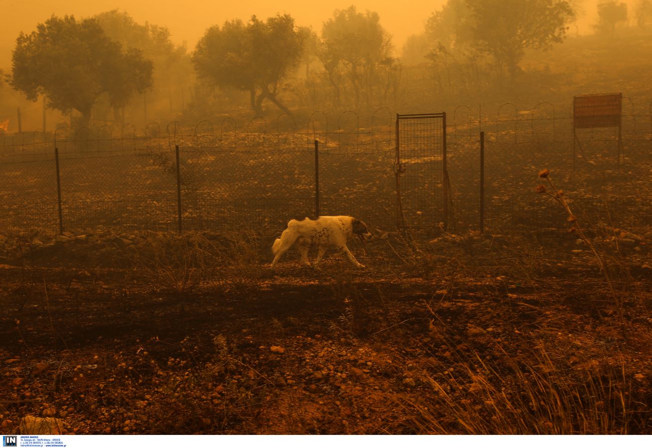σκύλος πυρκαγιά