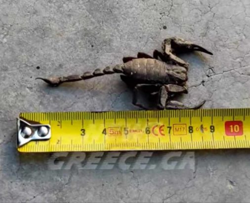 Σκορπιός Σάμος