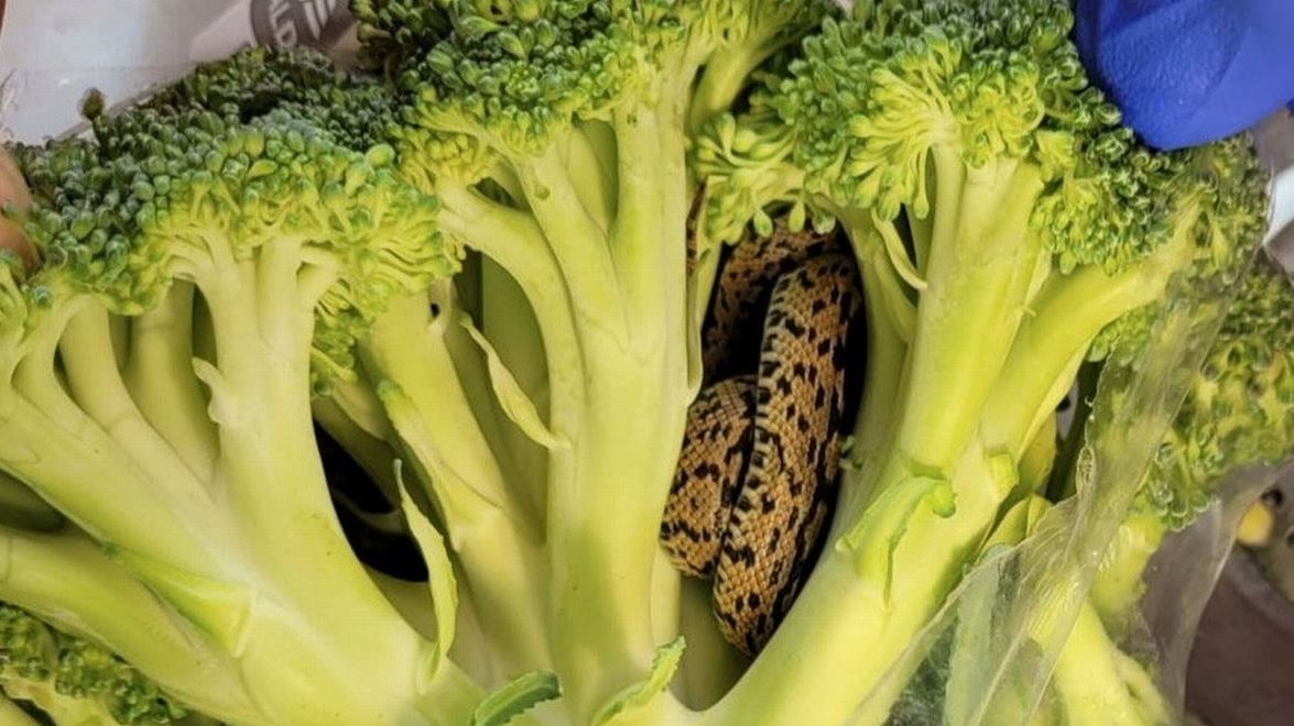 Βρετανία: Άνοιξε το ψυγείο του και βρήκε… φίδι μέσα σε σακούλα με μπρόκολο