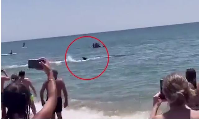 Ισπανία: Ένα… πτερύγιο σκορπά τον πανικό σε παραλία – ΒΙΝΤΕΟ