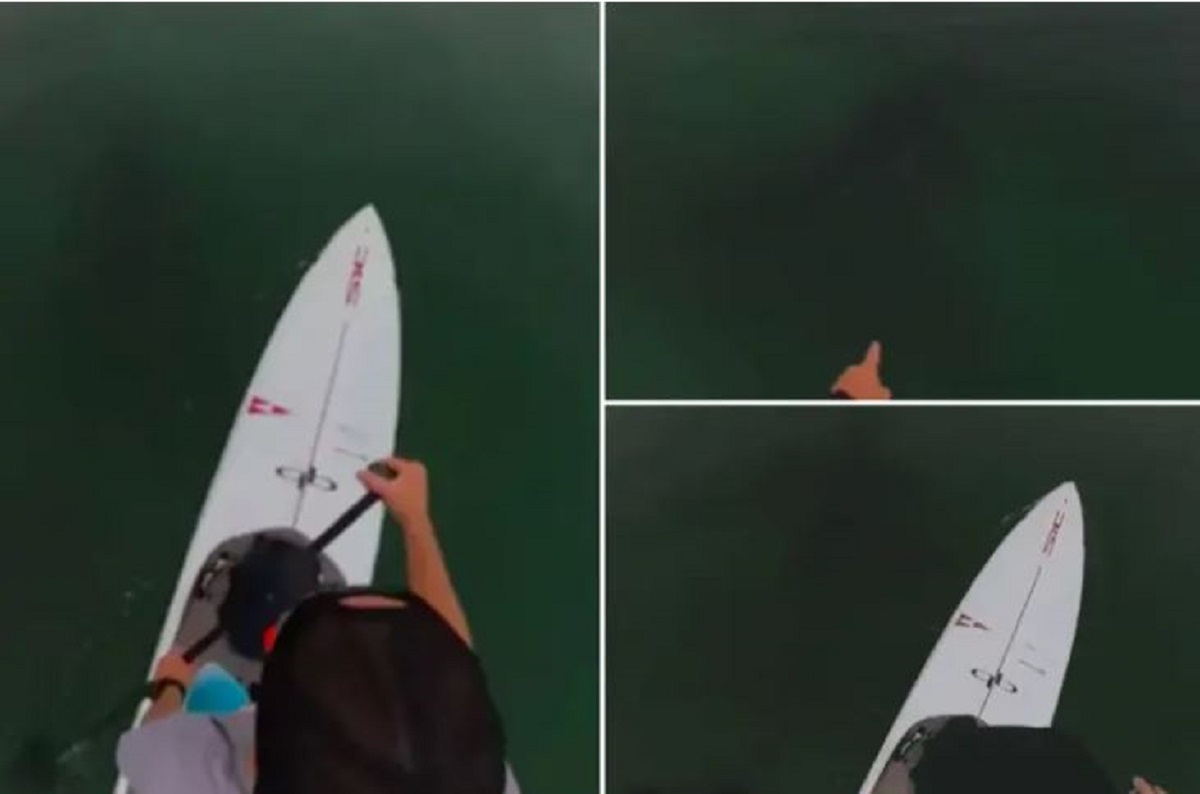 Βίντεο: Έκανε SUP όταν είδε τη σκιά ενός μεγάλου λευκού καρχαρία από κάτω