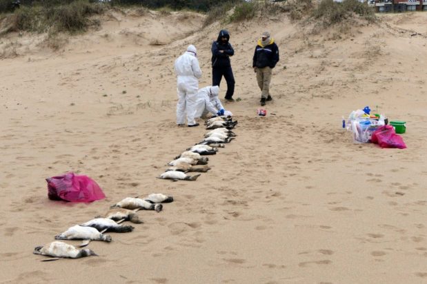 Ουρουγουάη πιγκουίνοι