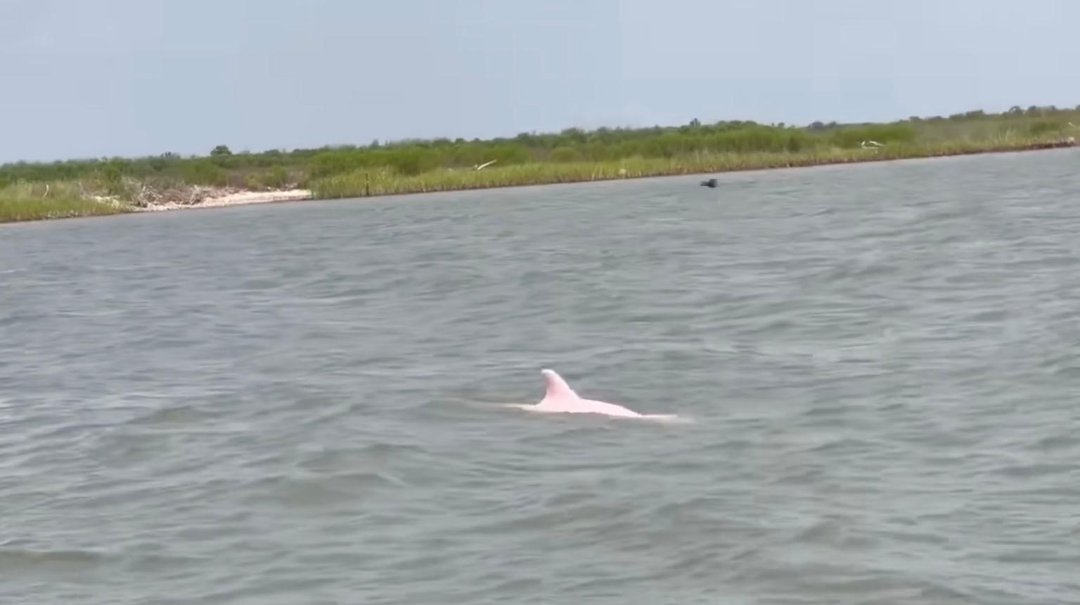 ΗΠΑ ροζ δελφίνι