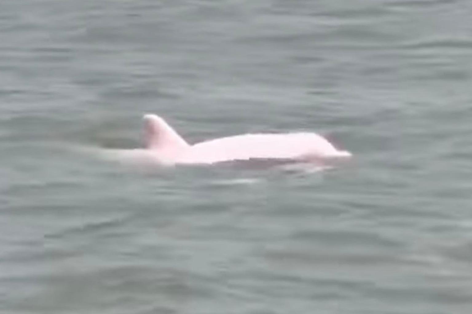 ΗΠΑ ροζ δελφίνι