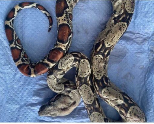 Θεσσαλονίκη: Βόας σε πάρκο της Τούμπας