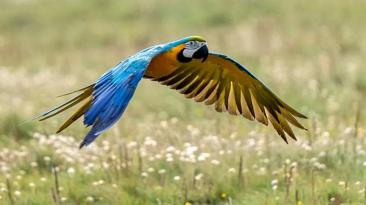 Βρετανία: Παπαγάλος ξέφυγε από την ιδιοκτήτριά του και παραλίγο να γίνει η… μασκότ ποδοσφαιρικής ομάδας