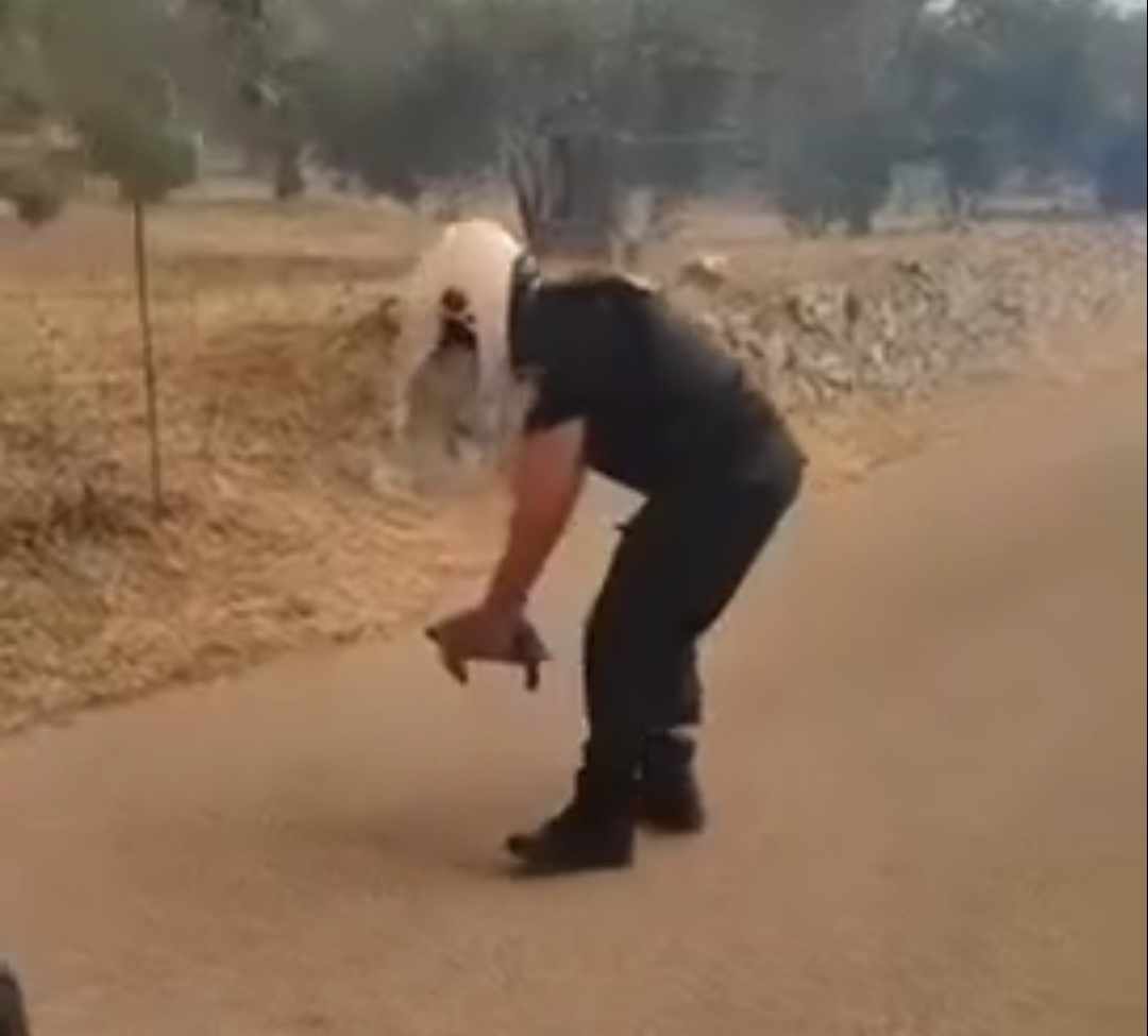 Φωτιά στην Φυλή: Αστυνομικός σώζει μία χελώνα από την μέση του δρόμου – ΒΙΝΤΕΟ