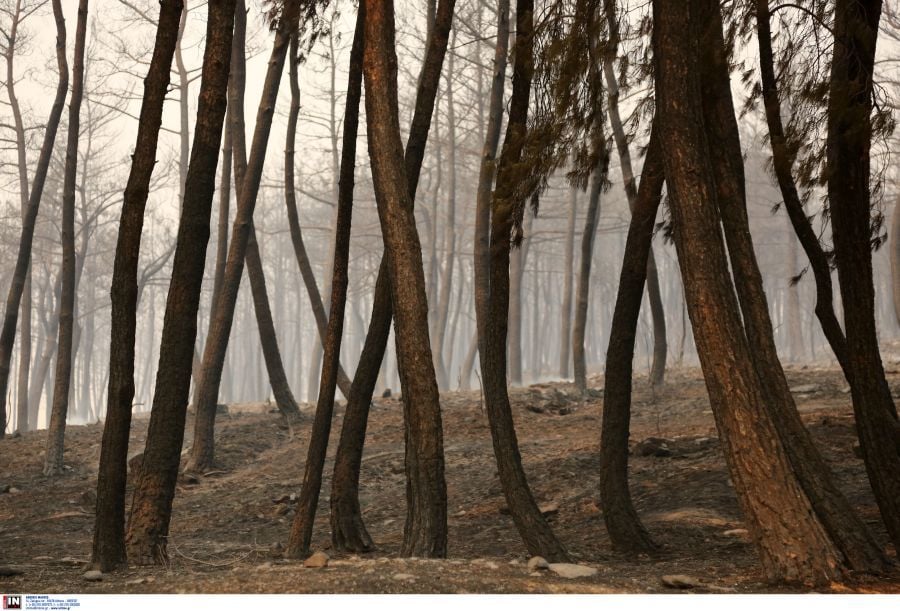 Φωτιά στον Έβρο: Εντοπίστηκαν 18 απανθρακωμένοι μετανάστες κοντά στο δάσος της Δαδιάς