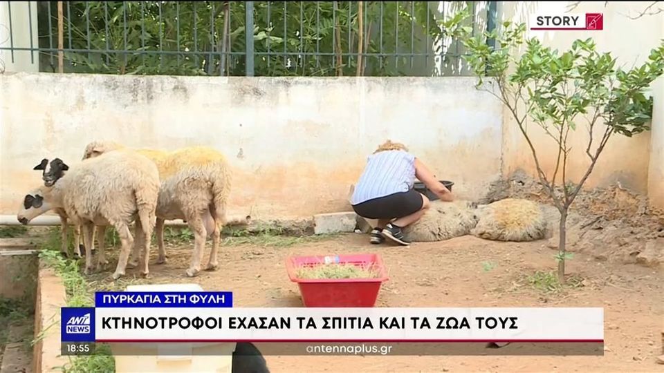 Φωτιά στην Πάρνηθα: Κάηκαν 20 ποιμνιοστάσια, απανθρακώθηκαν δεκάδες ζώα