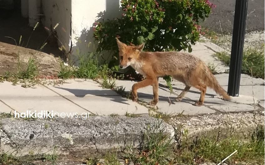 Δεκαπενταύγουστος: Ένας απρόσμενος επισκέπτης έκοβε βόλτες στον Πολύγυρο – ΦΩΤΟ