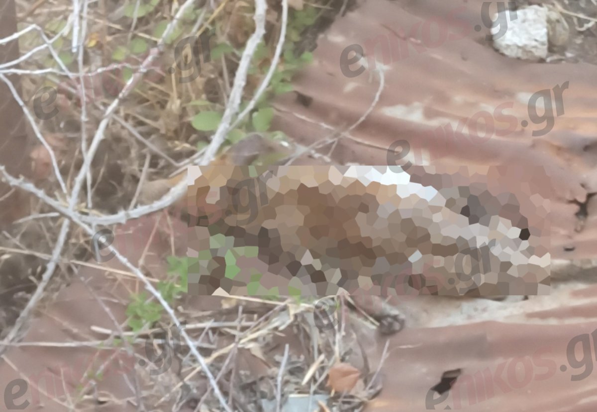 Εγκλωβισμένη αλεπού στα Μελίσσια – Επιχείρηση διάσωσης από την Πυροσβεστική – ΦΩΤΟ και ΒΙΝΤΕΟ αναγνώστη