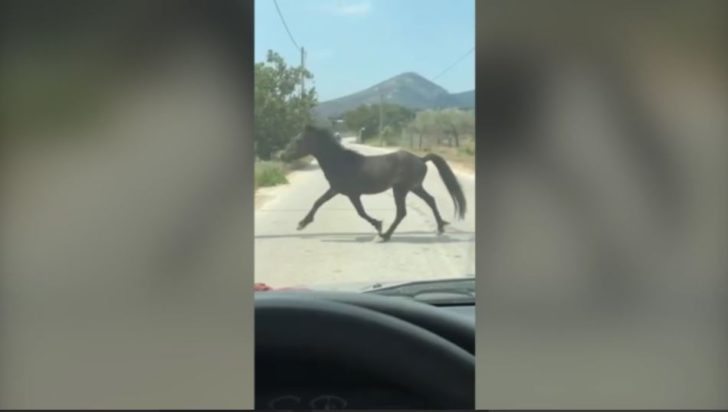 Άλογα στο Κορωπί αποστεωμένα