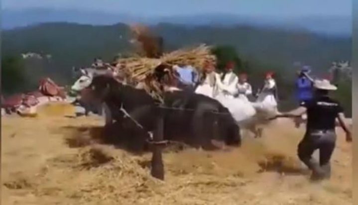 Κακοποίηση αλόγων στην Αρκαδία