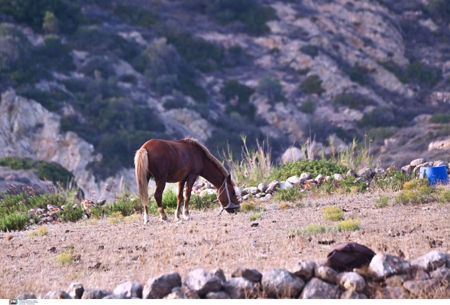 άλογο