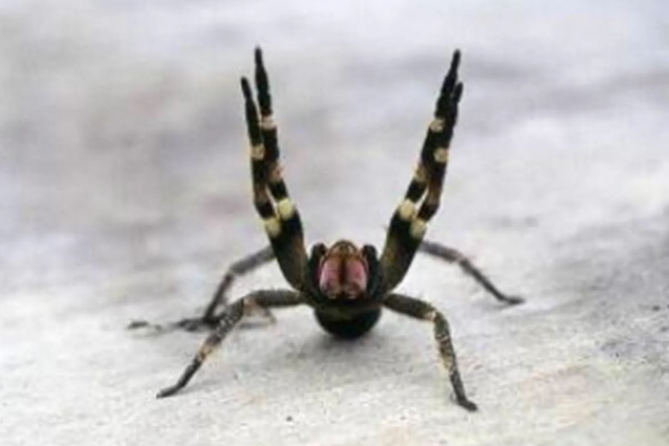 Σούπερ μάρκετ έκλεισε λόγω… αράχνης – Η περίεργη παρενέργεια στους άνδρες από το δάγκωμά της