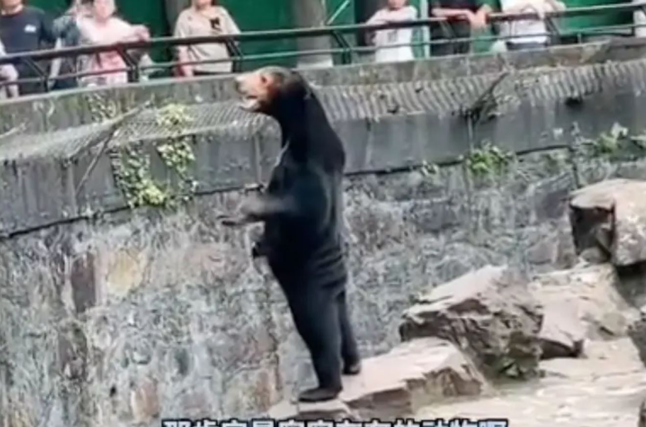 Αρκούδα ή μεταμφιεσμένος υπάλληλος; – Ζωολογικός κήπος στην Κίνα αναγκάστηκε να απαντήσει μετά το διχαστικό βίντεο