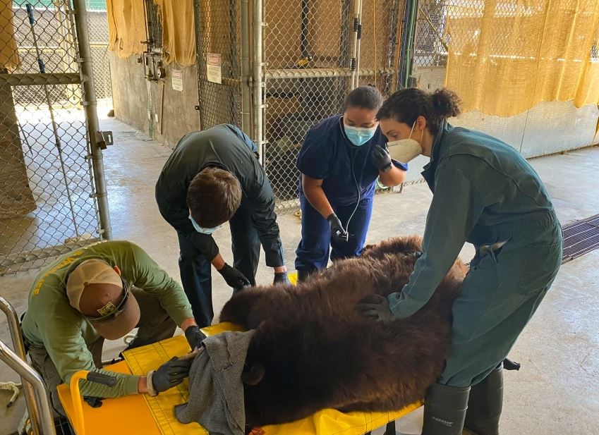 Καλιφόρνια: Αρκούδα με το παρατσούκλι «Χανκ το τανκ» συνελήφθη έπειτα από 21 διαρρήξεις σε σπίτια – ΒΙΝΤΕΟ και ΦΩΤΟ