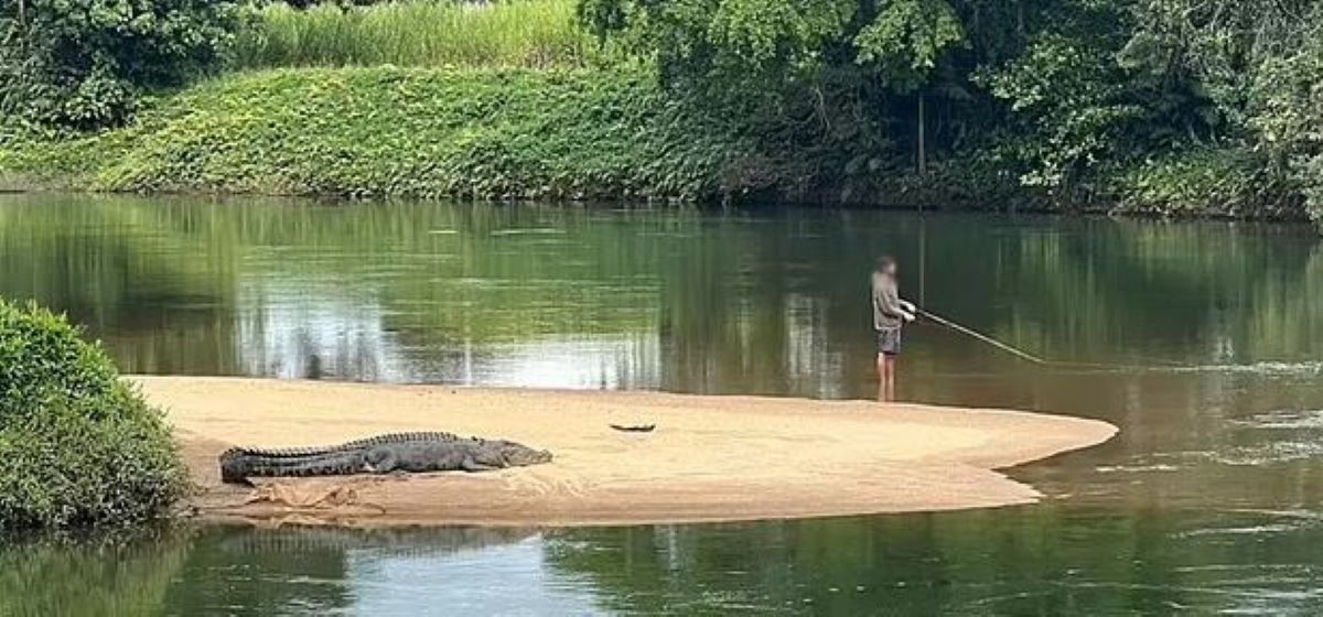 Αυστραλία κροκόδειλος