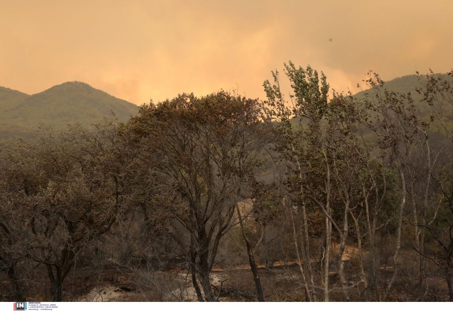 Φωτιά στον Έβρο: Δύο παιδιά μεταξύ των 18 απανθρακωμένων μεταναστών στον Άβαντα – «Προσπαθούσαν να διαφύγουν»