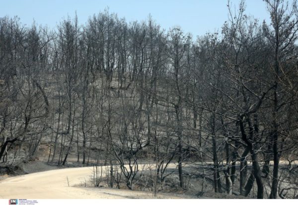 φωτιά Δαδιά