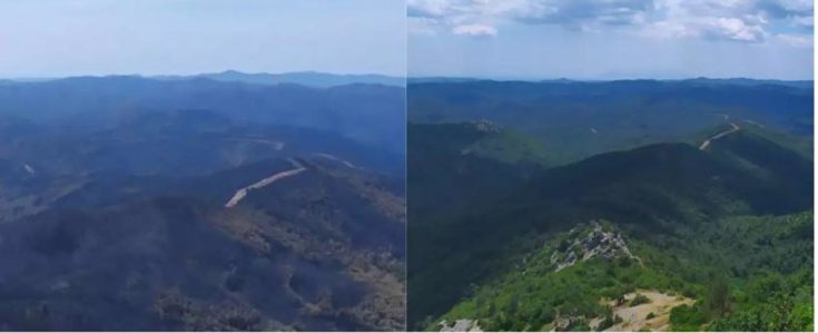 Το δάσος της Δαδιάς πριν και μετά τη μεγάλη φωτιά